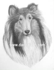 graphite pencil collie black and white drawing