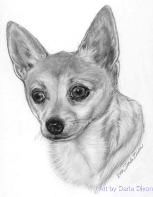 chihuahua_dog_pencil_portrait_drawing.jpg