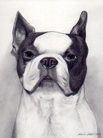 pencil portrait black and white dog boston terrier