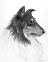 pencil portrait drawing rough collie dog breeds
