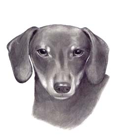 pencil portrait dachshund dachsund dog drawing