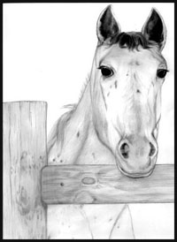 graphite pencil portrait horse fence wood drawn