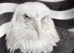 memorial american bald eagle portrait art pencil