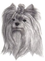 pencil portrait yorkie yorkshire terrier dog