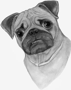 pug-dog-drawing.jpg