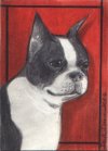 23 Boston Bull Terrier Bulldog Pencil Portrait Art