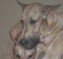 great dane dog colored pencil portrait
