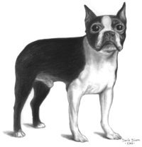 pencil portrait from photo boston terrier