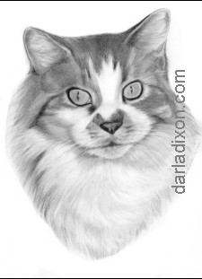 pencil portrait cat fur drawing drawn 