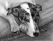 graphite pencil portrait great dane dog breed