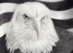 art eagle sept 11th september 11 pencil drawing