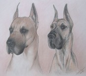 colored pencil portrait great dane dog breed