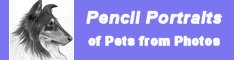 pencil portraits pets dogs halfbanner